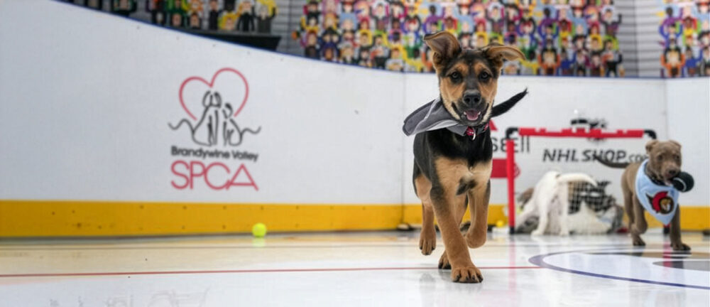Dog On Ice2