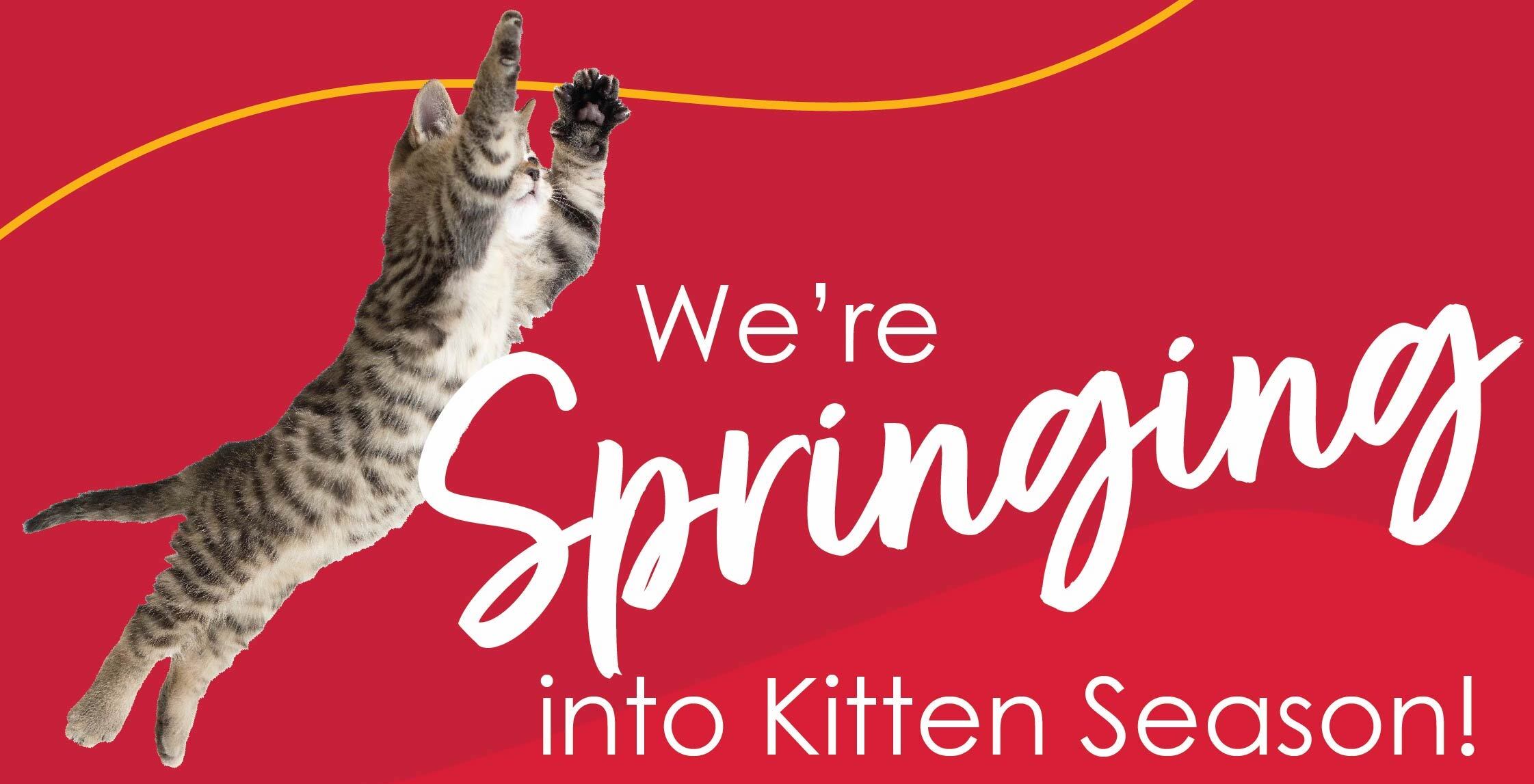 Kitten Shower