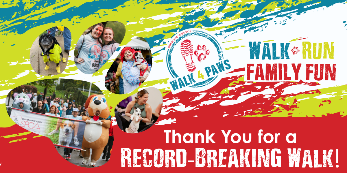 Brandywine Valley SPCA 4 reasons to choose a pet boarding service…