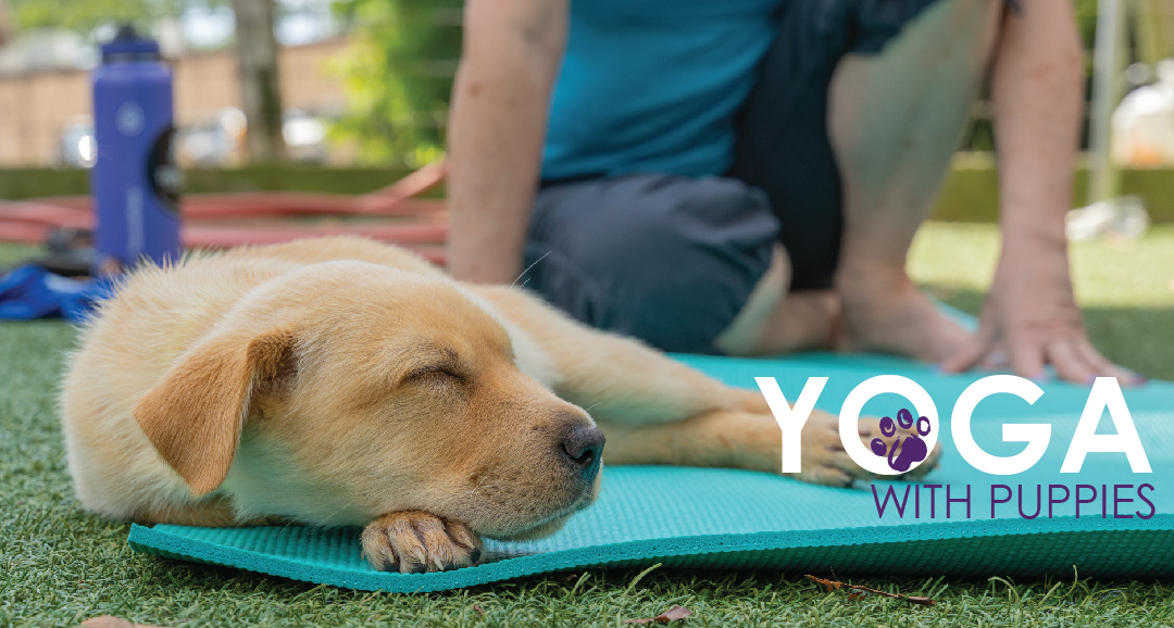 Yoga Pups