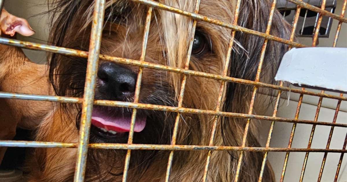 Brandywine Valley SPCA 35 Small Dogs Saved from Deplorable…