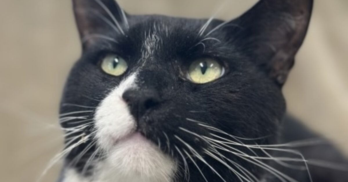 Brandywine Valley SPCA | Freddie Purrcury fka Cat 8