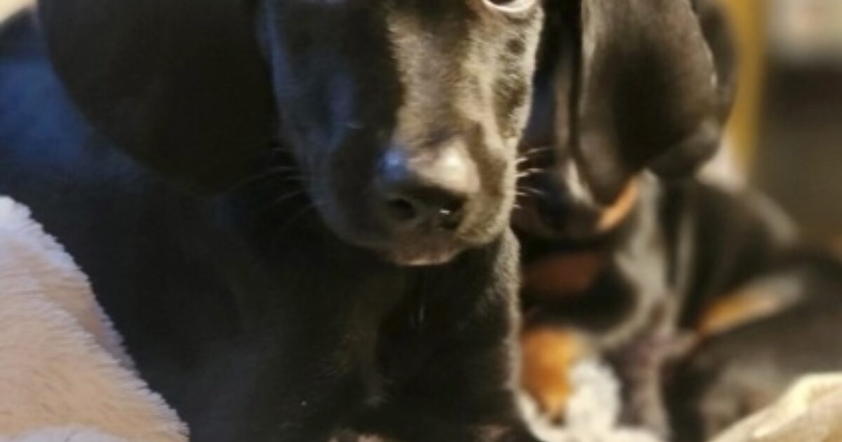 Brandywine Valley SPCA Enzo