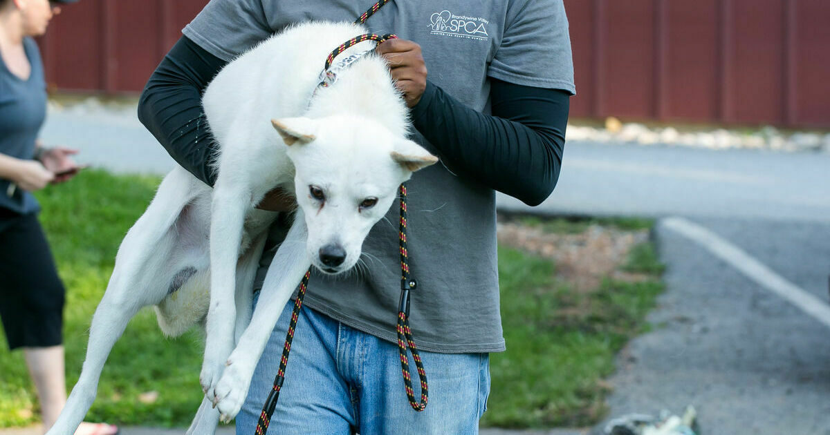 Brandywine Valley SPCA Animal Rescue Center