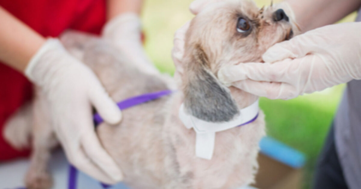 Brandywine Valley SPCA Pet Insurance