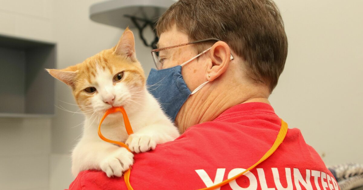 Brandywine Valley SPCA Search