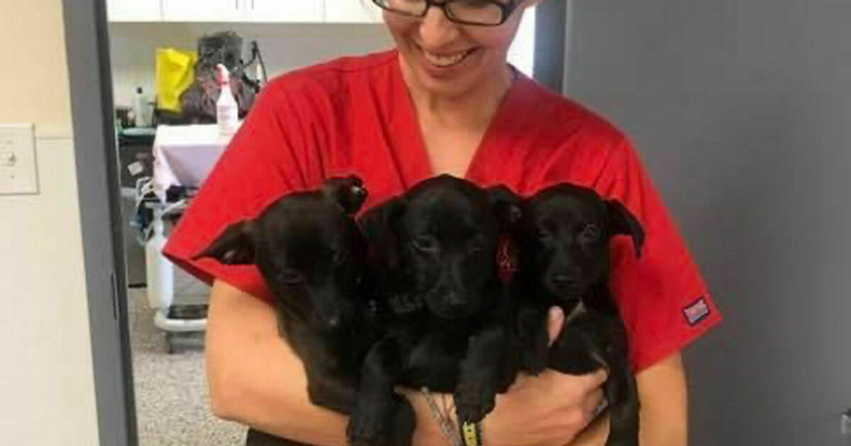 Brandywine Valley SPCA Clinic Staff