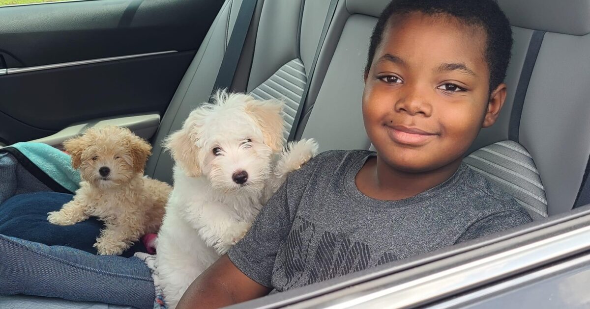 Brandywine Valley SPCA 2,626 Local Family Pets Get Free Vaccines