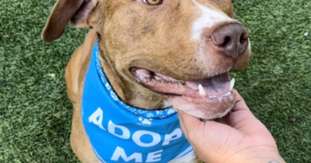 Brandywine Valley SPCA Marson