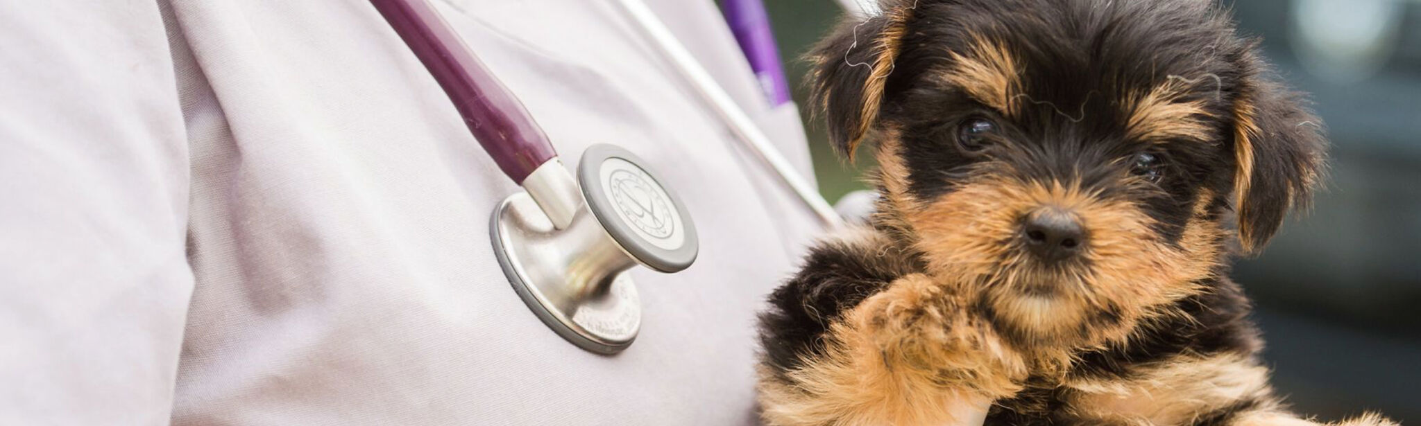 Brandywine Valley SPCA Wellness Clinic