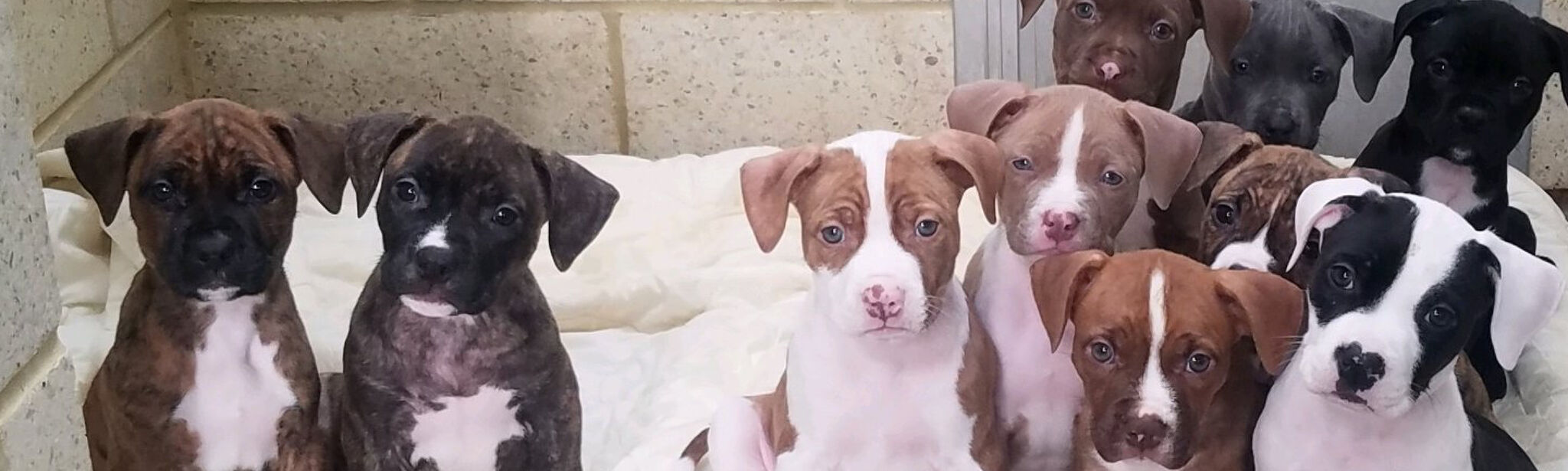 Brandywine Valley SPCA Spay & Neuter