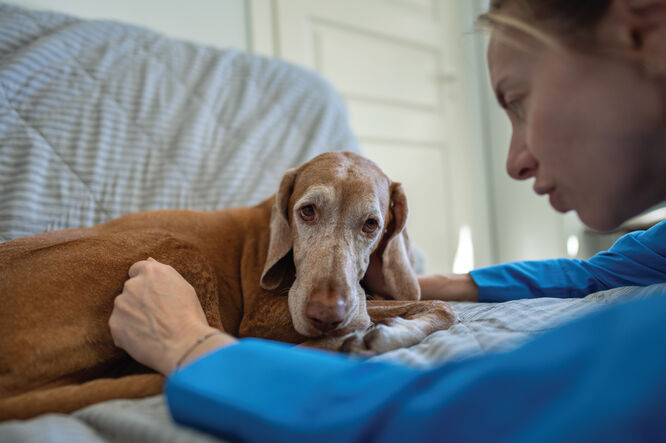 Brandywine Valley SPCA | End of Life