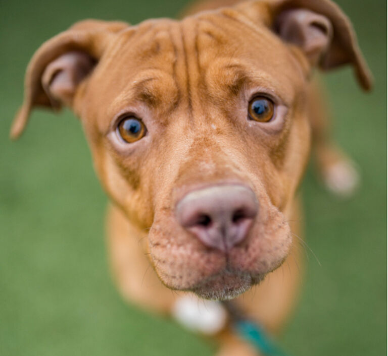 Brandywine Valley SPCA Donate