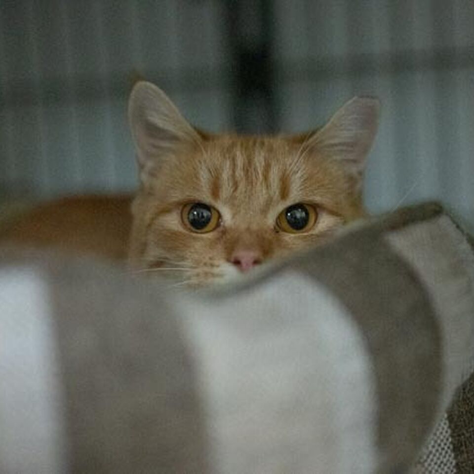 Brandywine Valley SPCA Community Cats