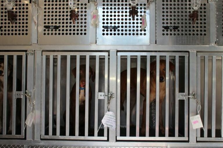 Brandywine Valley SPCA Brandywine Valley SPCA saves 56 animals from…