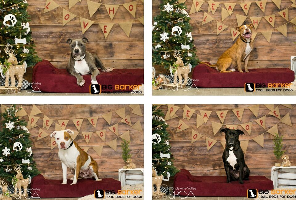 Brandywine Valley SPCA Holiday sleepovers for overlooked dogs