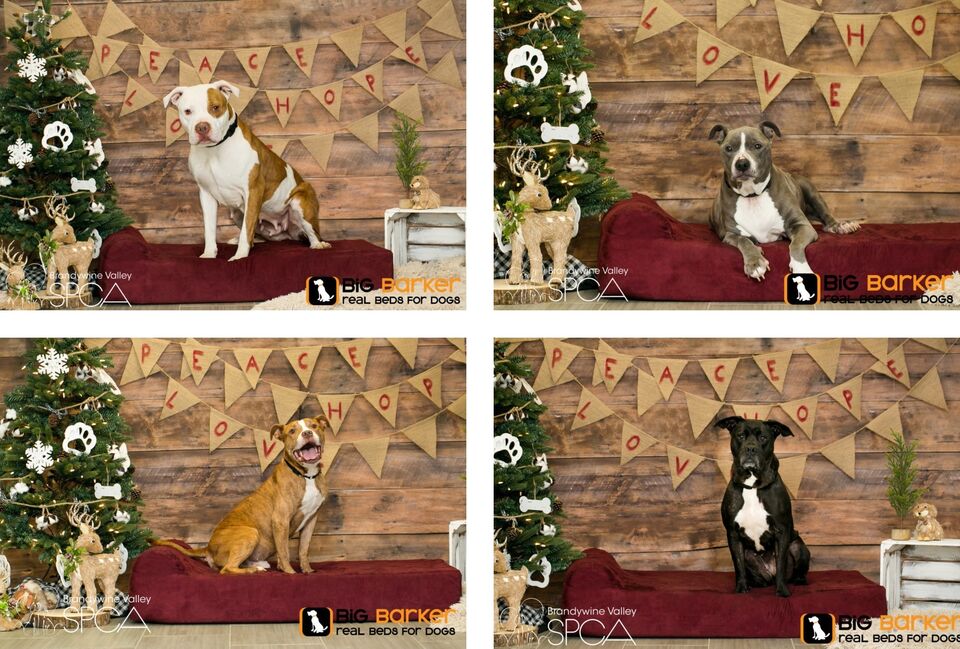 Brandywine Valley SPCA Holiday sleepovers for overlooked dogs