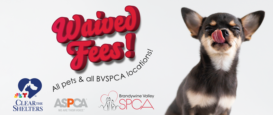 Brandywine Valley SPCA | 2025 Clear the Shelters