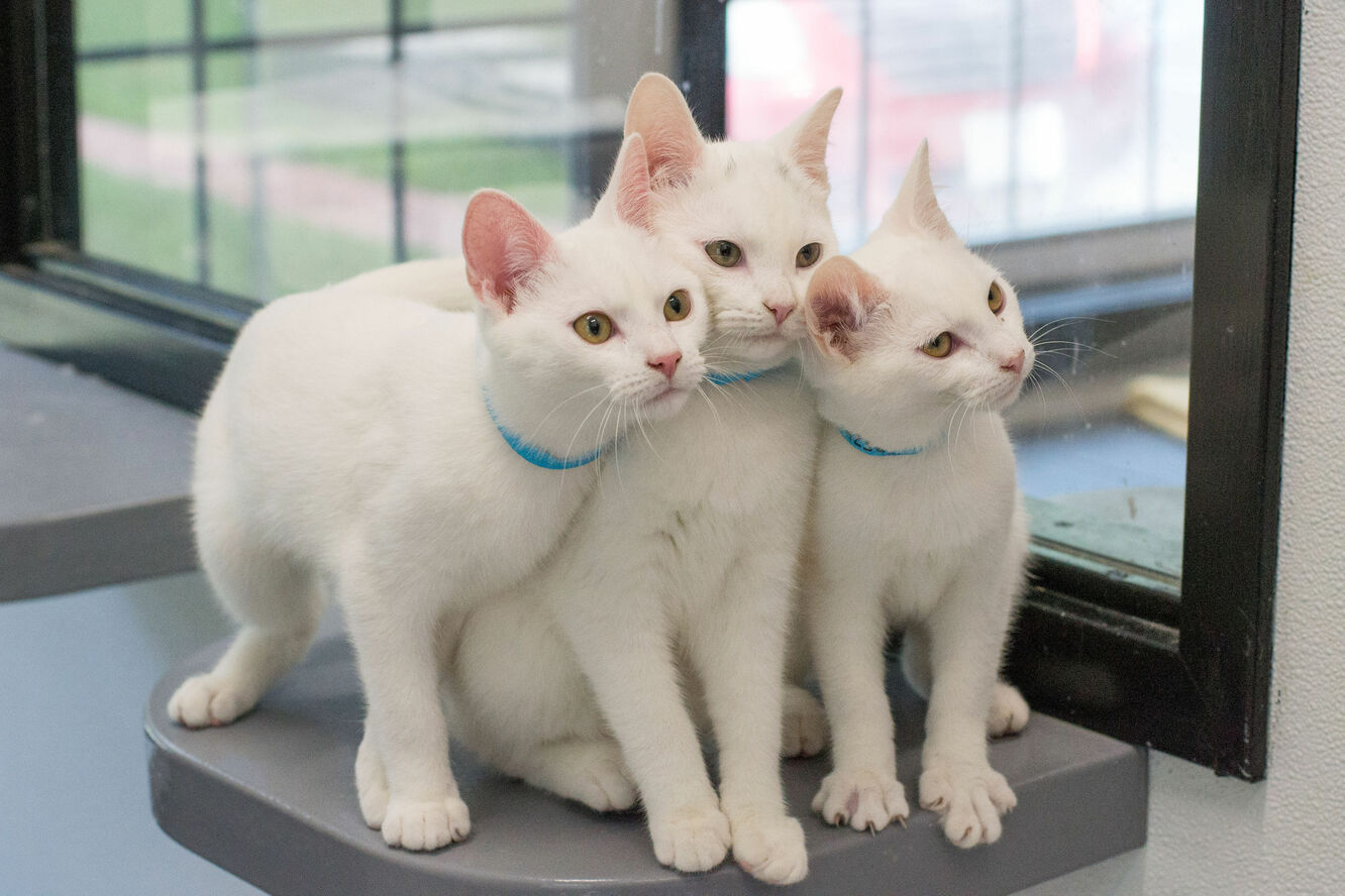 Brandywine Valley SPCA Spay & Neuter