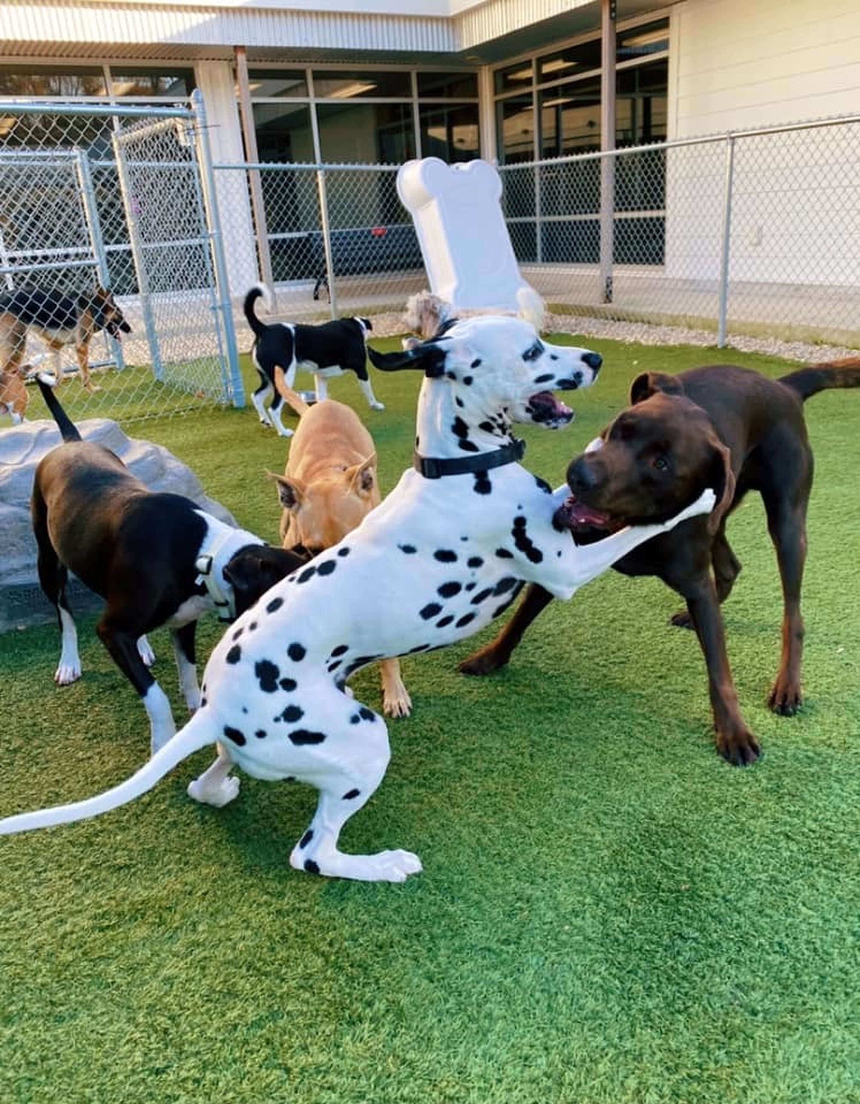 Brandywine Valley SPCA Daycare & Boarding