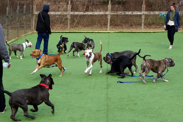 Brandywine Valley SPCA Adoption Info