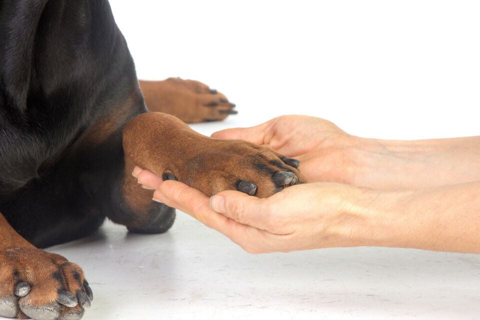 Brandywine Valley SPCA 5 reasons you need to vaccinate your pet