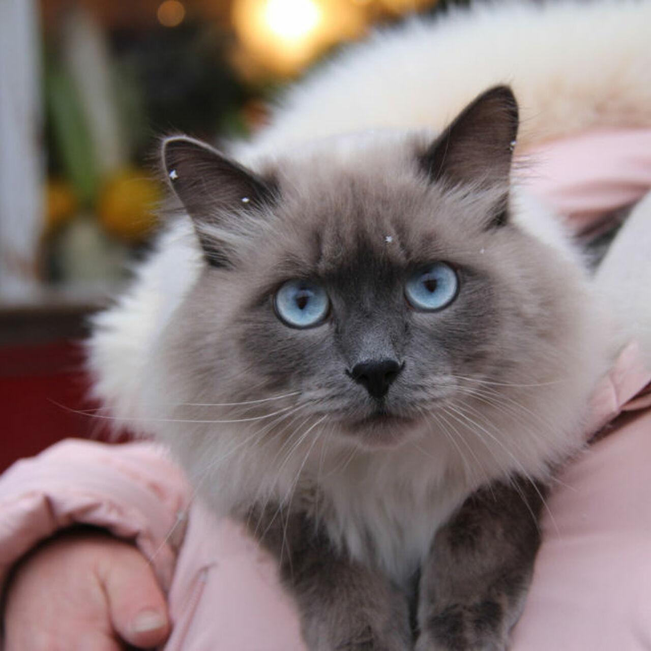 Brandywine Valley SPCA Community Cats