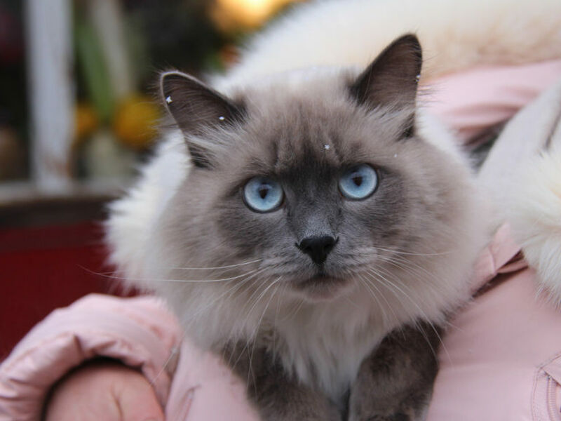 Brandywine Valley SPCA Spay & Neuter