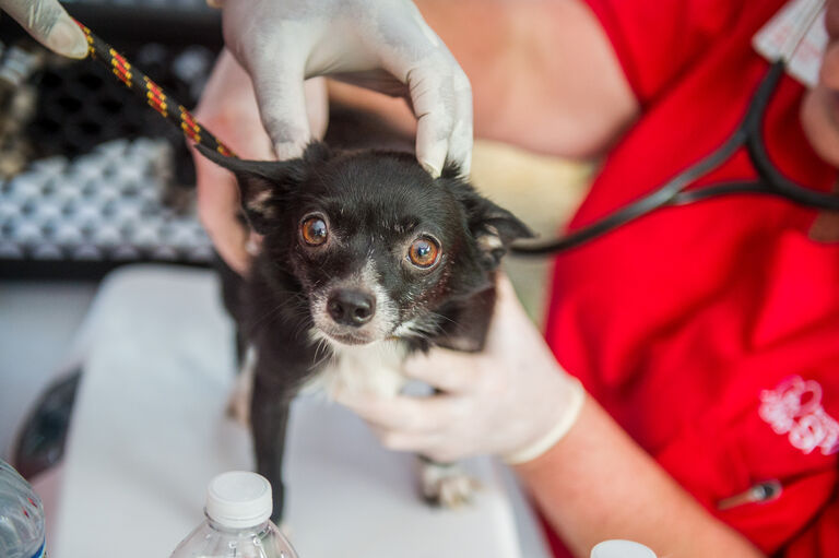 Brandywine Valley SPCA Why are regular vet appointments important?