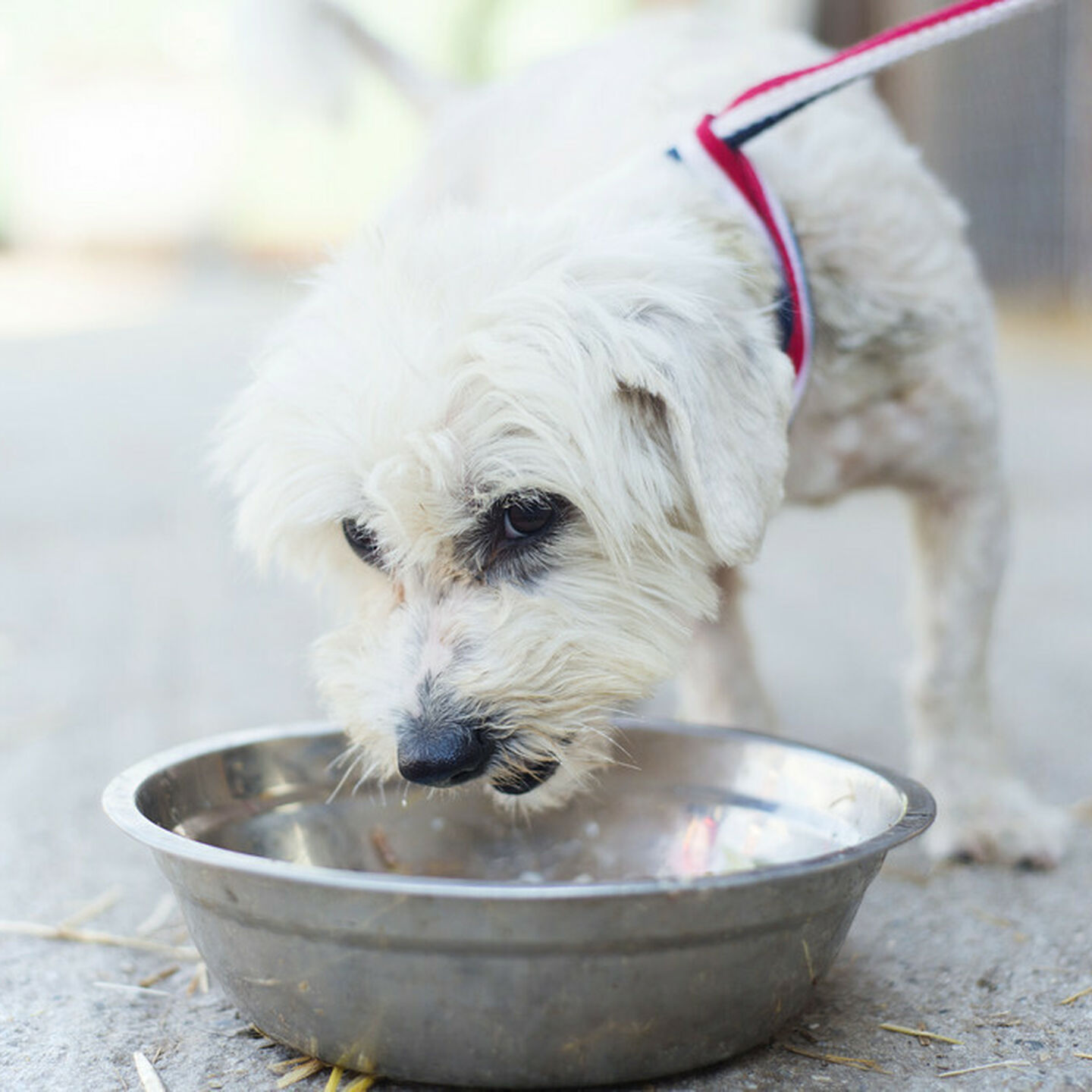 Brandywine Valley SPCA Brandywine Valley SPCA