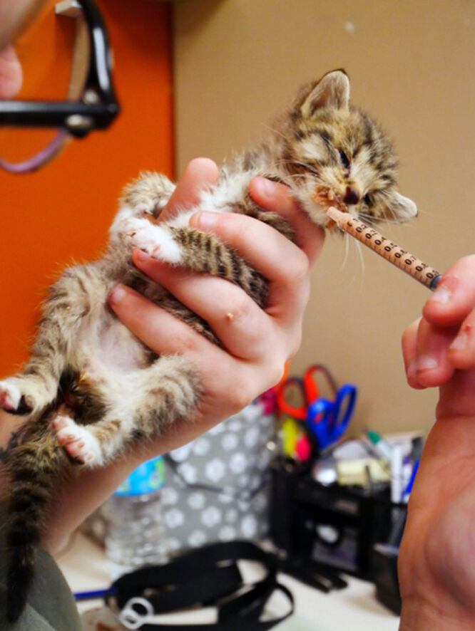 Brandywine Valley SPCA Wellness Clinic