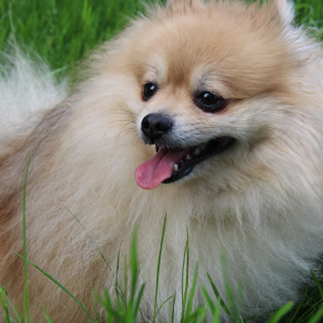 Brandywine Valley SPCA Brandywine Valley SPCA