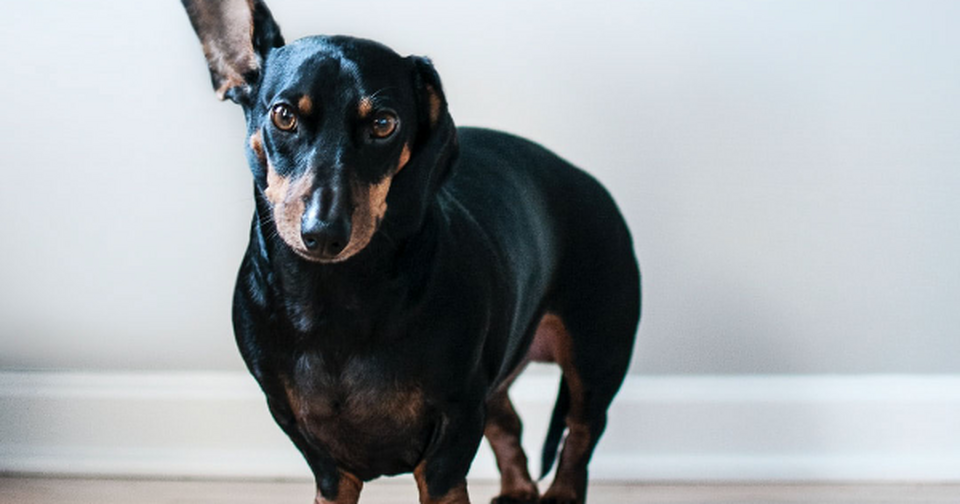 Brandywine Valley SPCA Is dog boarding a good option?