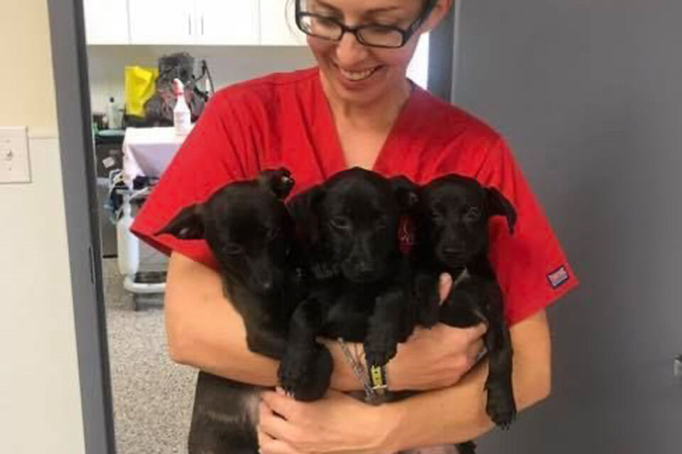 Brandywine Valley SPCA Wellness Clinic