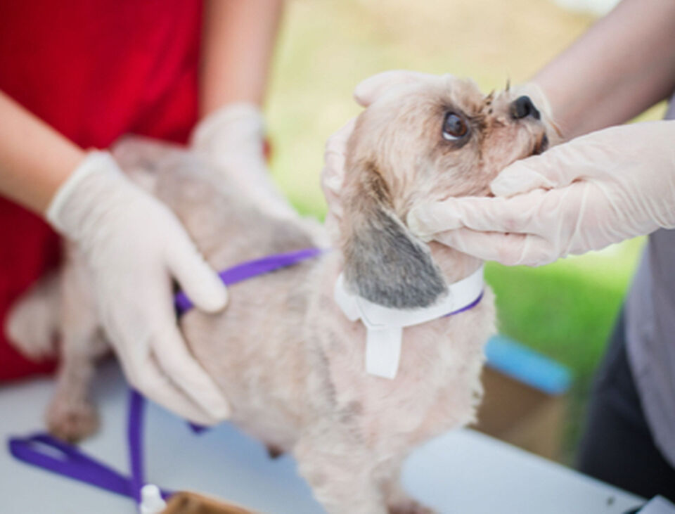 Brandywine Valley SPCA Wellness Clinic