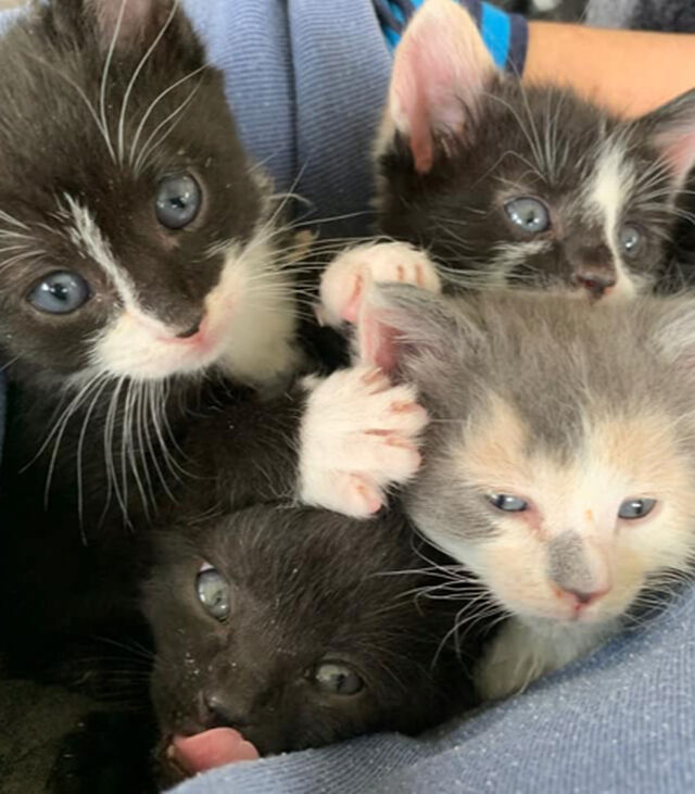 Brandywine Valley SPCA Spay & Neuter