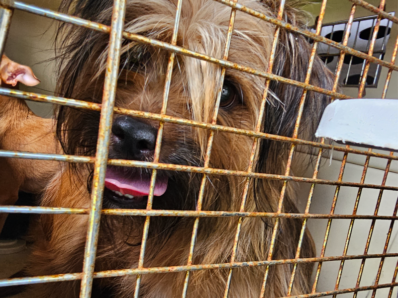 Brandywine Valley SPCA Adoption Info