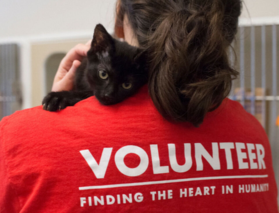 Brandywine Valley SPCA Spay & Neuter