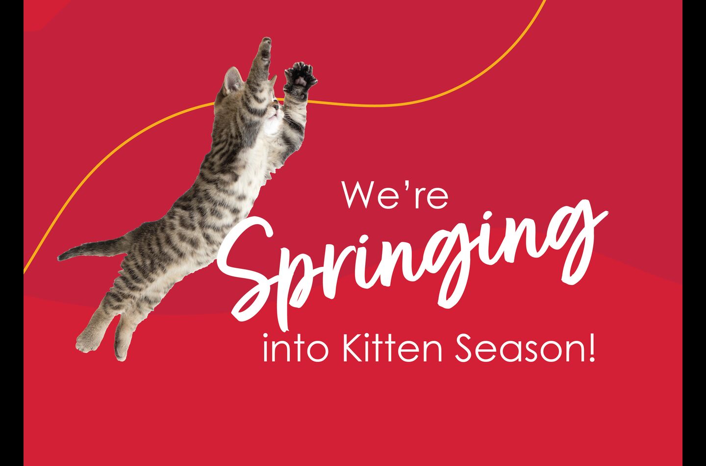 Brandywine Valley SPCA News, Events & Resources