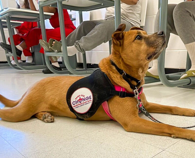 Brandywine Valley SPCA Therapy Pets