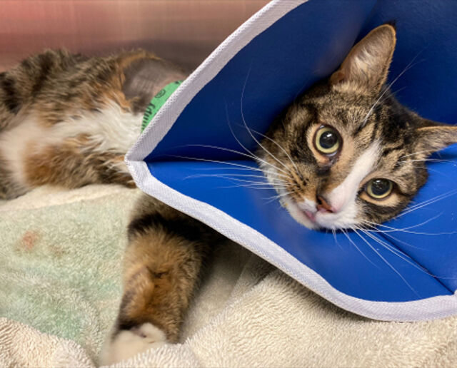 Brandywine Valley SPCA Rehoming Consultation