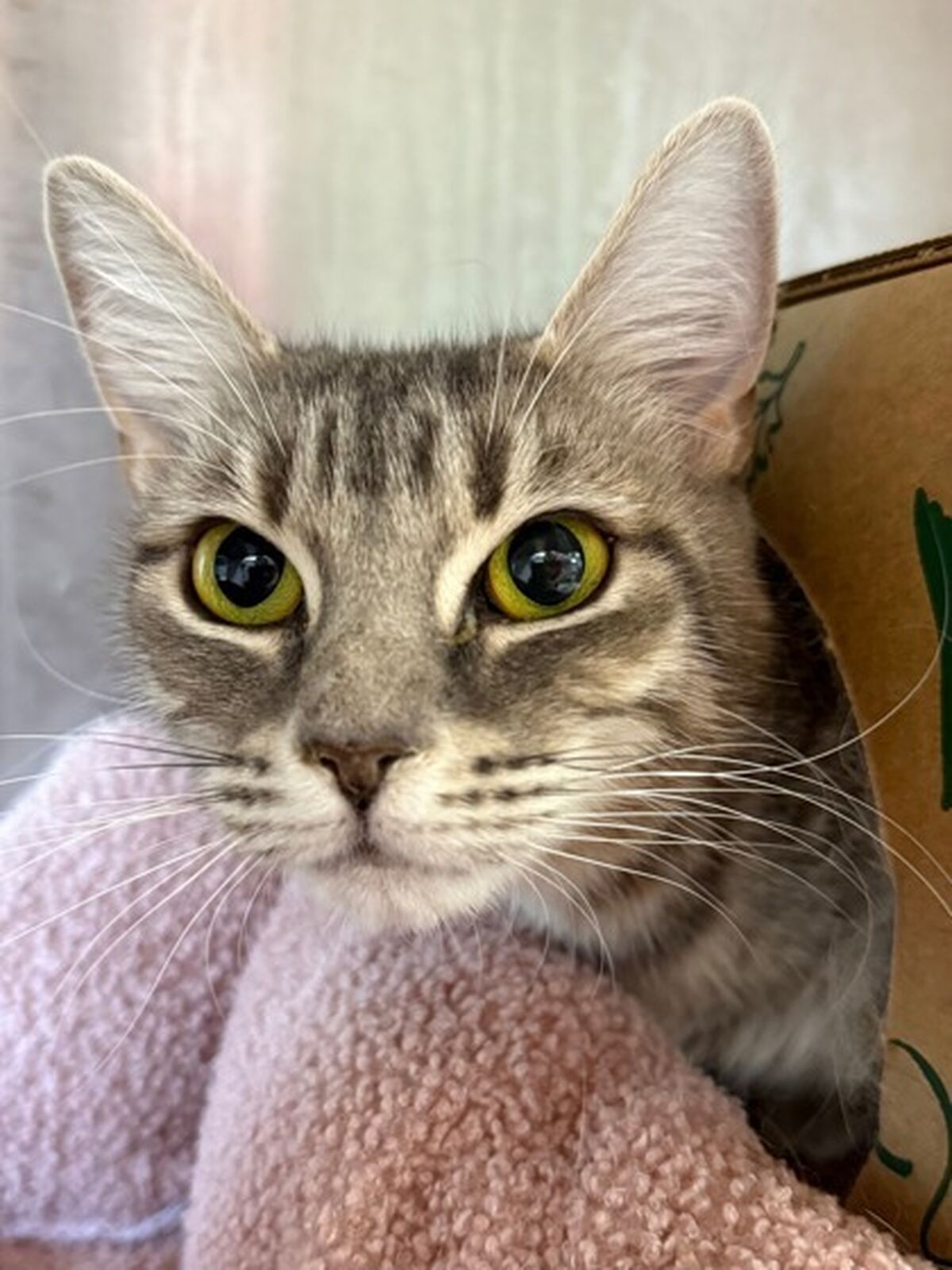 Adopt a Cat Dc: Find Your Perfect Feline Friend Today