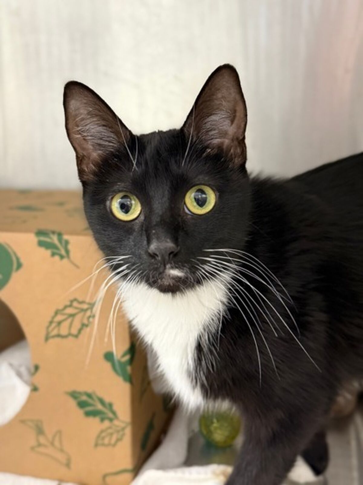 Adopt a Cat Dc: Find Your Perfect Feline Friend Today