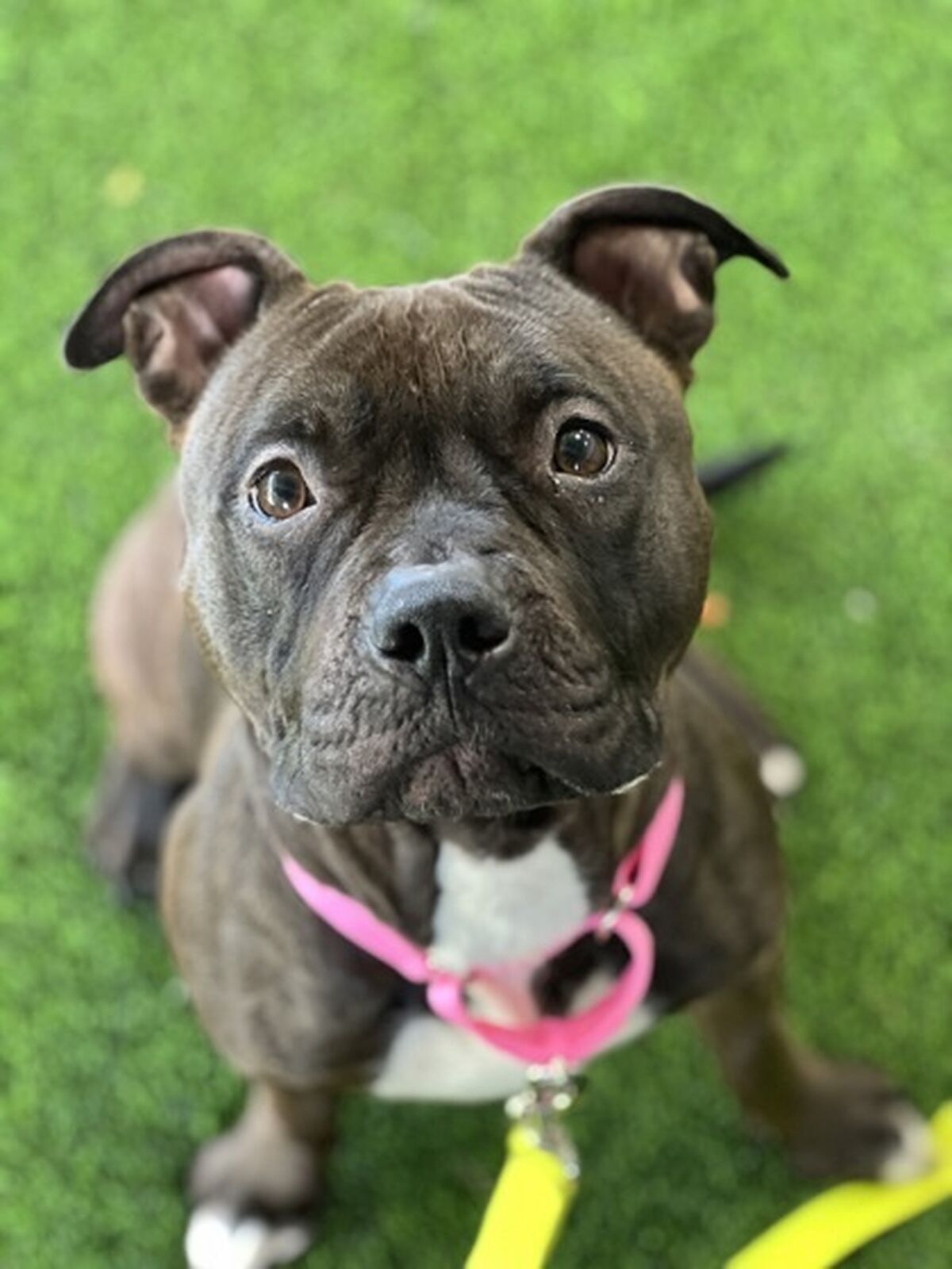 Brandywine Valley SPCA | Beatrice