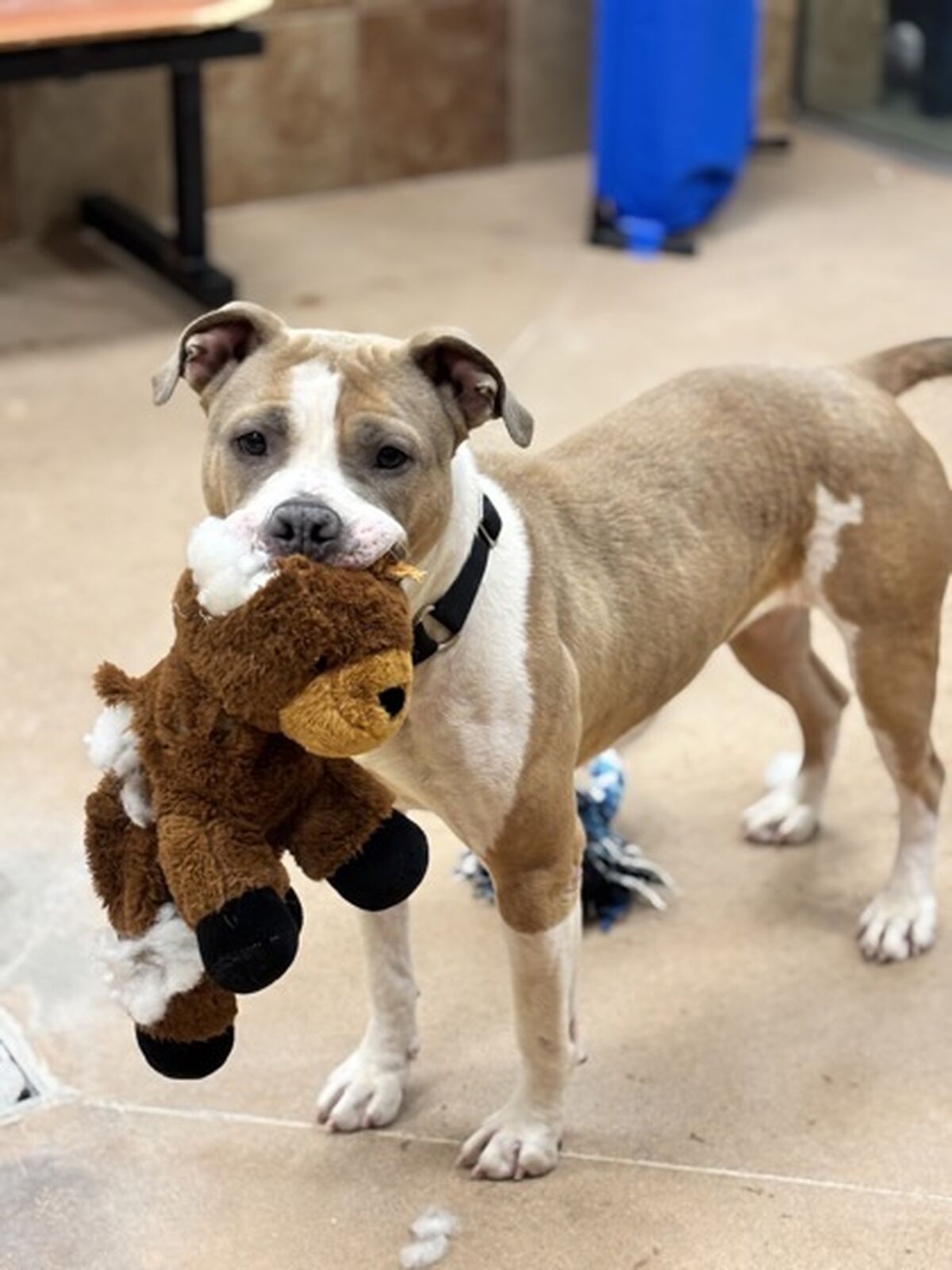 Brandywine Valley SPCA | Adopt a Dog