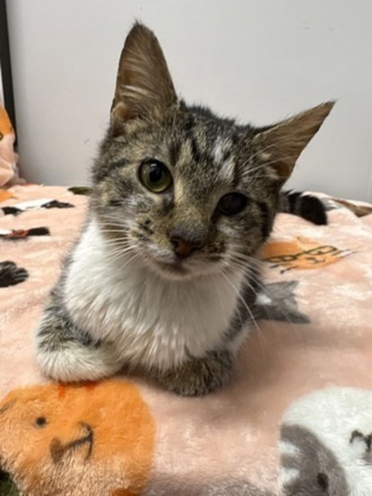 Brandywine Valley SPCA | Adopt a Cat