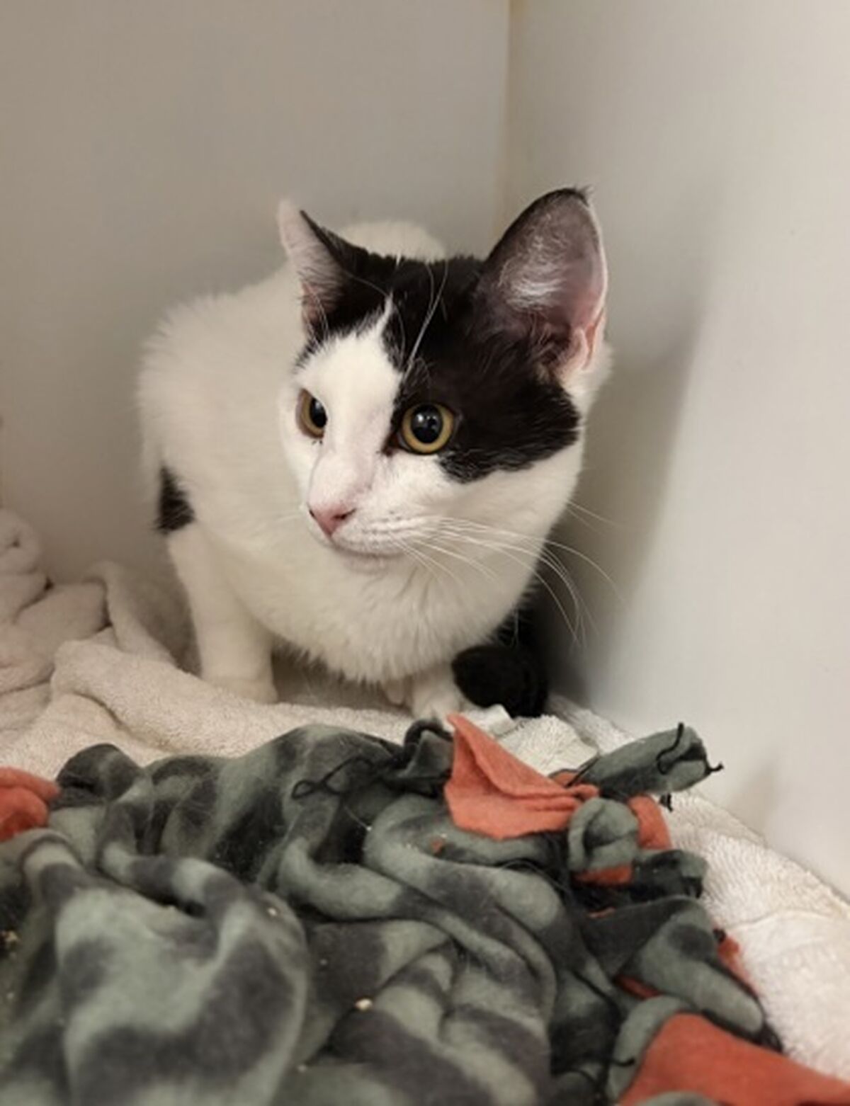 Brandywine Valley SPCA | Adopt a Cat