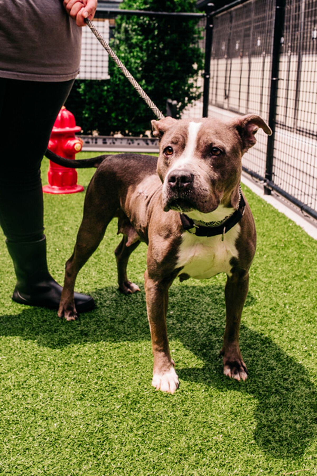 Brandywine Valley SPCA | Beauty