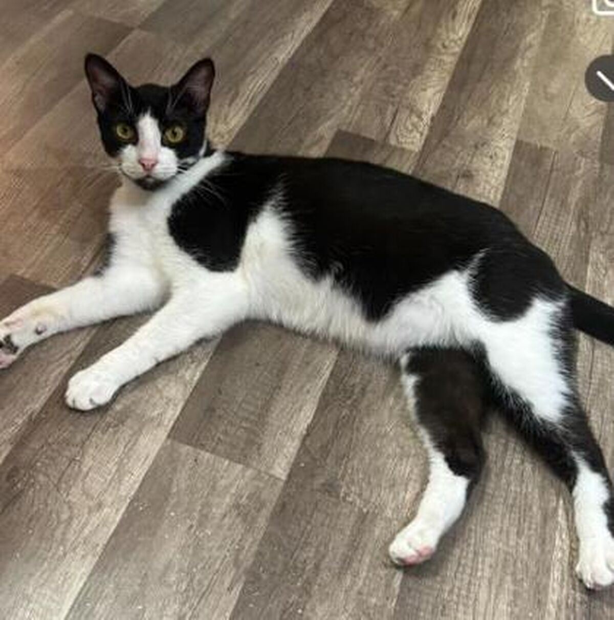 Brandywine Valley SPCA | Foster