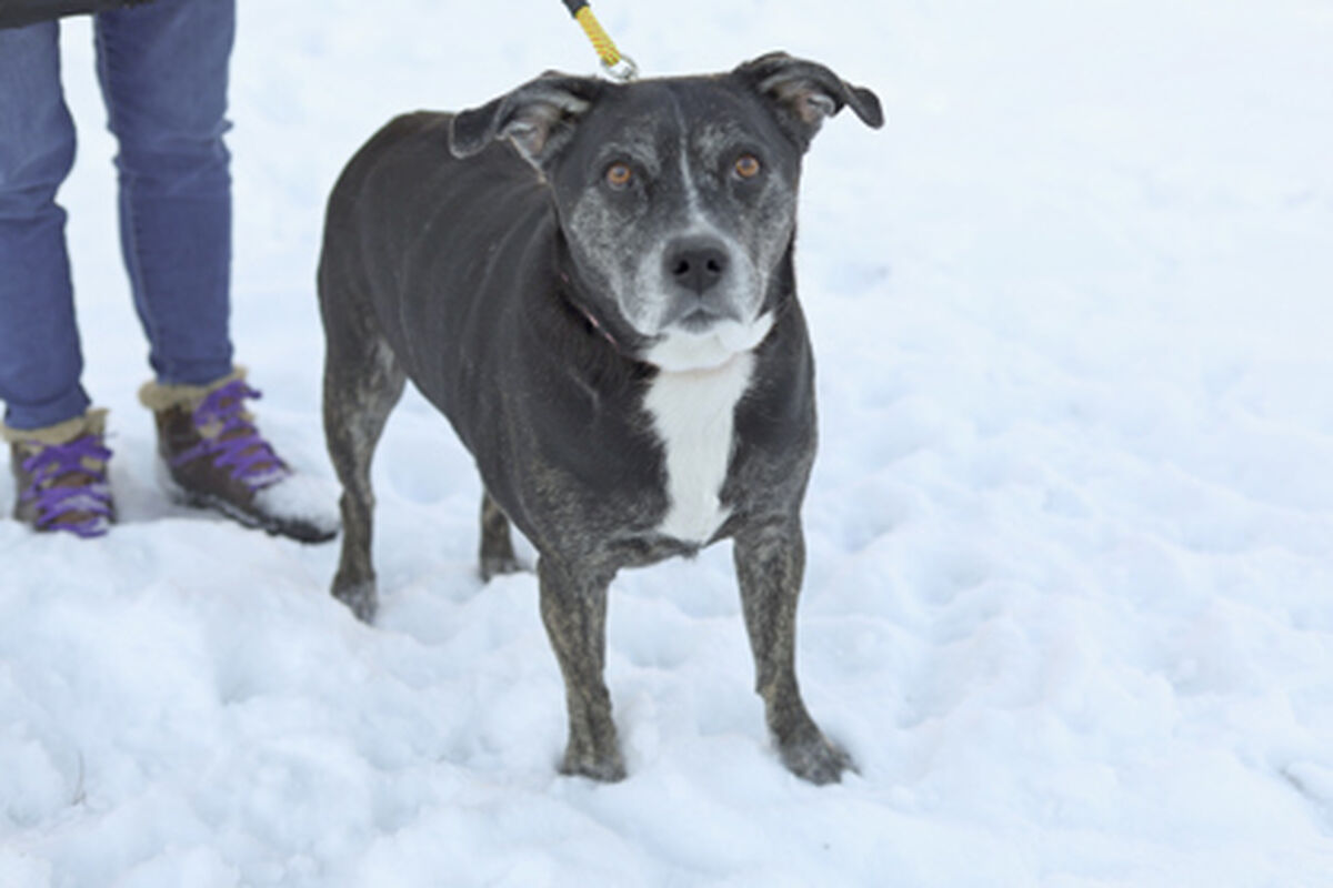 Brandywine Valley SPCA | Adopt a Dog